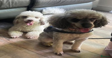Toy Poodle dogs - Advert 1