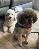 Toy Poodle dogs - Advert 8