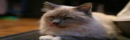 Birman cats for sale: Beautiful Male Birman Looking for a Loving Home - Advert 7