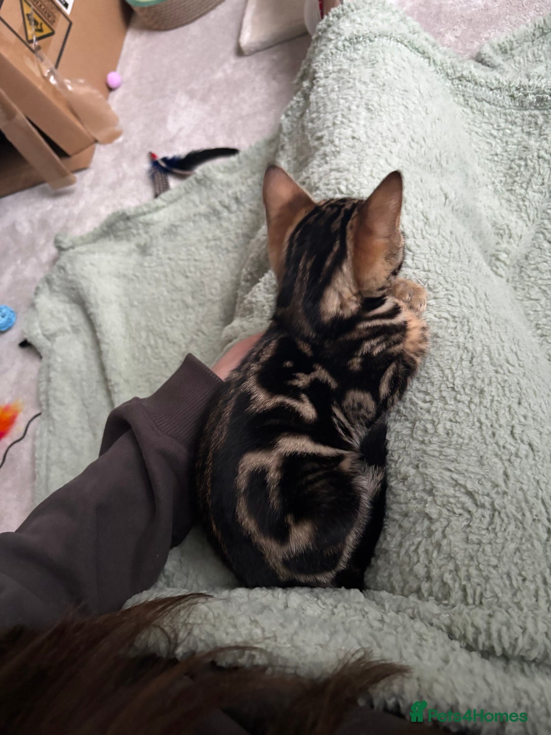 Bengal cats for sale: Stunning Bengal Kitten - Advert 8