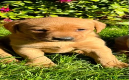 Labrador Retriever dogs for sale: KC Registered Fox Red Labrador Puppies  - Image 6
