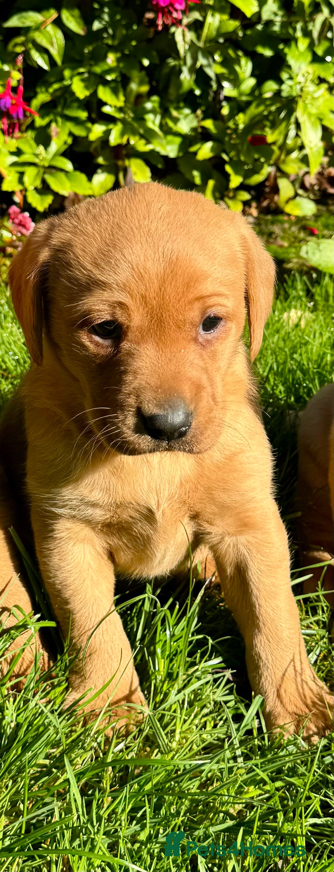 Labrador Retriever dogs for sale: KC Registered Fox Red Labrador Puppies  - Image 6