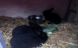 Mini Lion Lop rabbits for sale: READY NOW!! 3 Beautiful Mini Lionhead Lops - Image 1