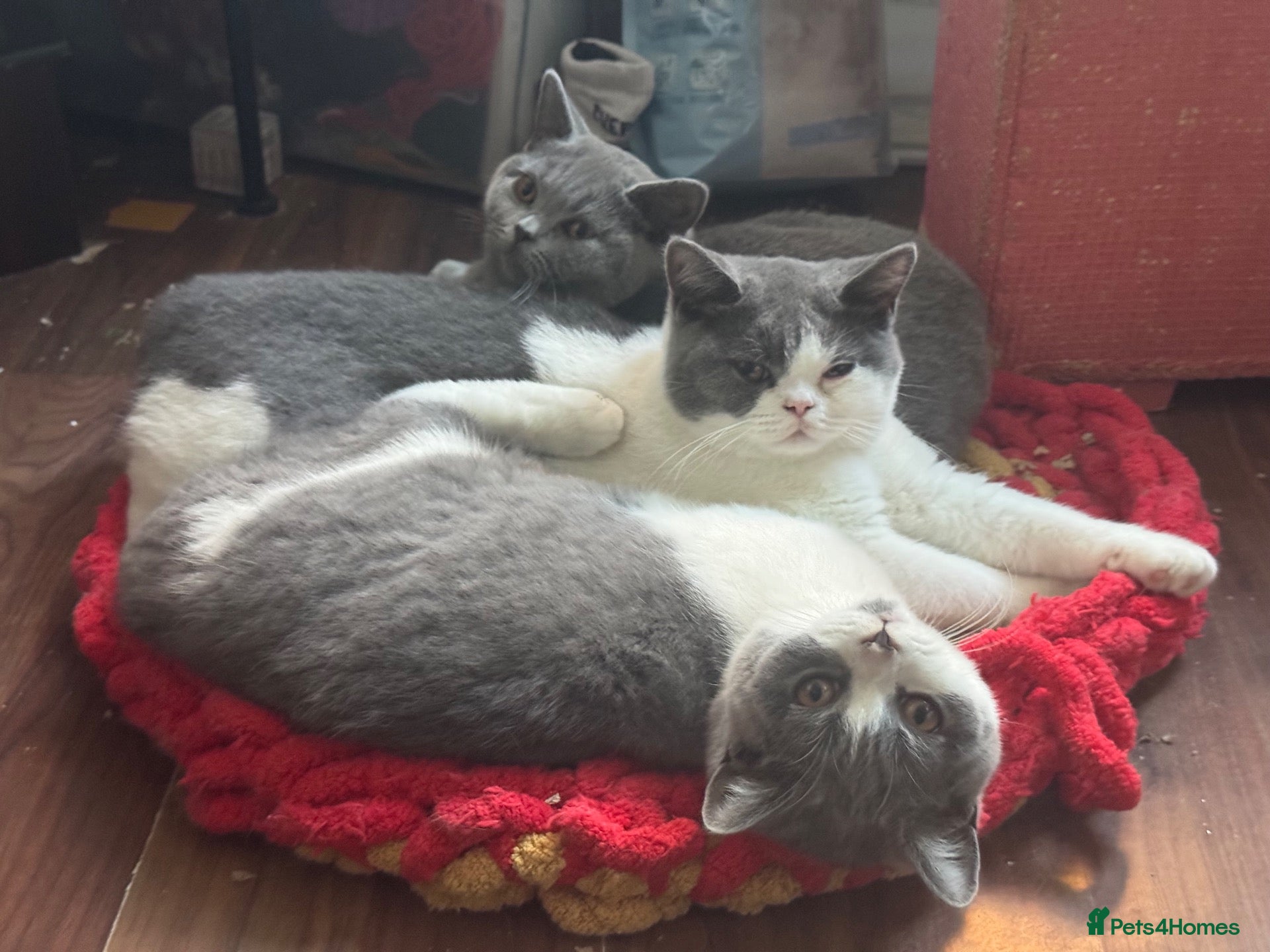 British Shorthair cats TICA Pedigree British Shorthair Kittens Ready Now - Advert 3