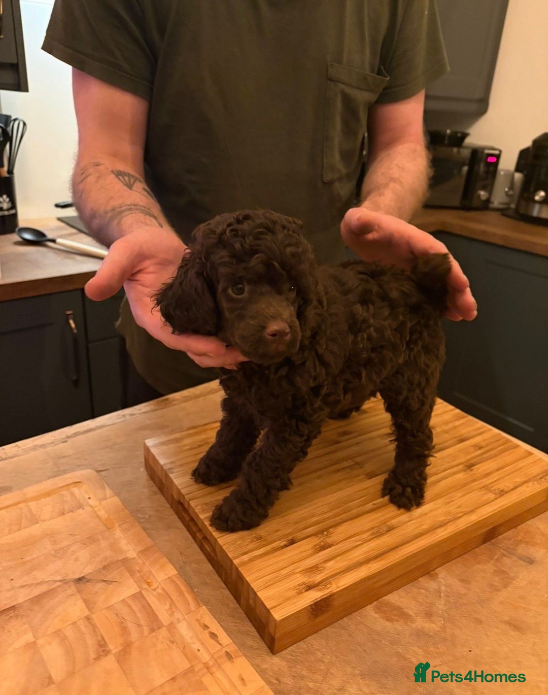 Miniature Poodle dogs for sale: 2 Boys left-KC Registered.Ready to leave next week - Advert 6