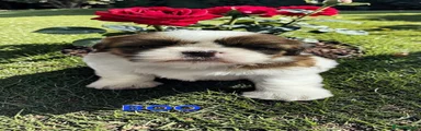 Shih Tzu Puppy 5