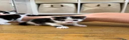 Mixed Breed cats for sale: 5 beautiful black and white kittens  - Advert 6