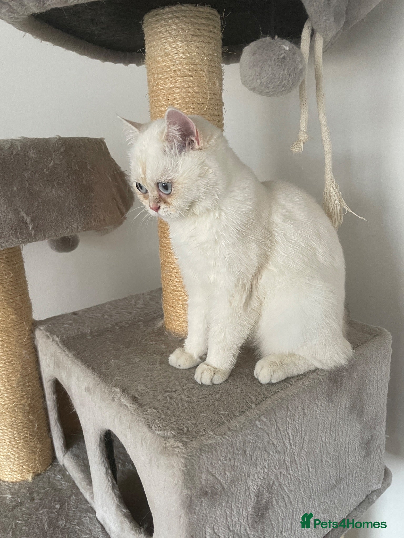 British Shorthair cats Beautiful White British Shorthair Female Blue Eyes - Advert 5