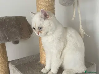 British Shorthair cats Beautiful White British Shorthair Female Blue Eyes - Advert 5