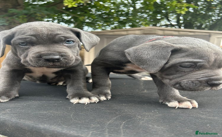 Cane Corso dogs - Advert 1