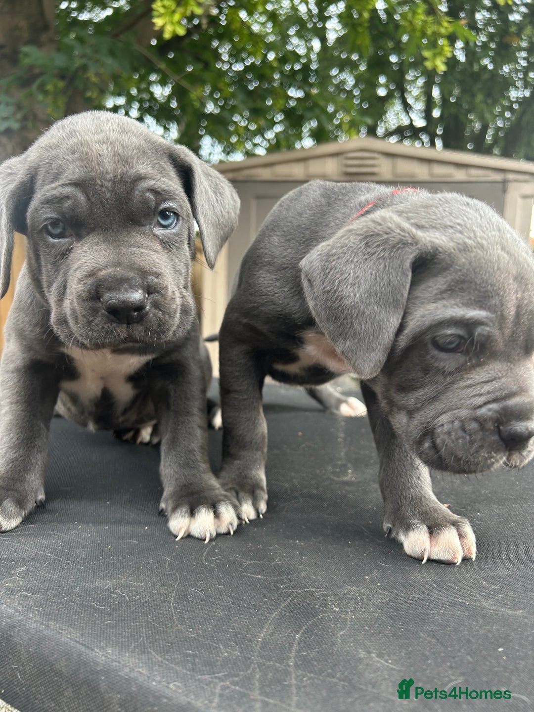 Cane Corso dogs for sale: Cerberus champion bloodline cane corso - Image 1