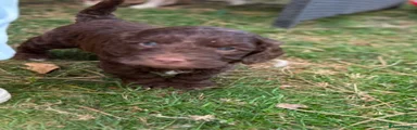 Cockapoo 4