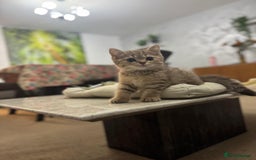 British Shorthair cats for sale: British shorthair  - Image 7