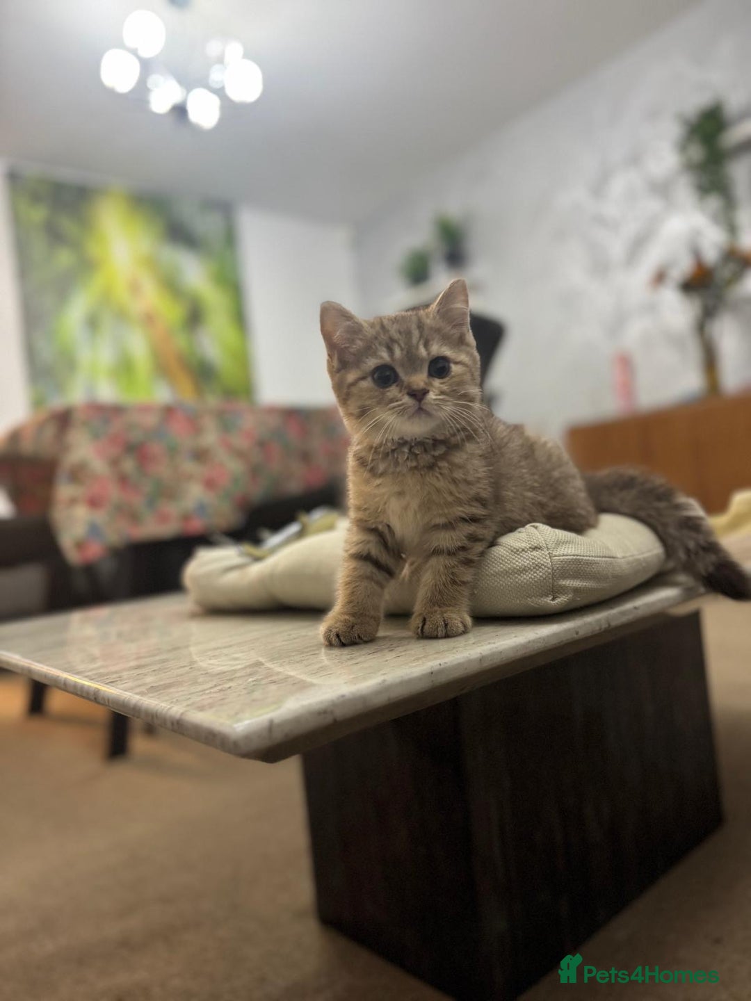 British Shorthair cats for sale: British shorthair  - Image 7