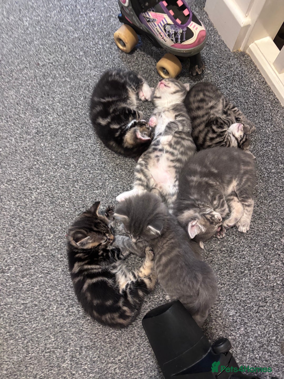 Mixed Breed cats for sale: Beautiful kittens  - Advert 8