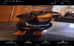 Dachshund dogs for stud: Stud dog - Image 14