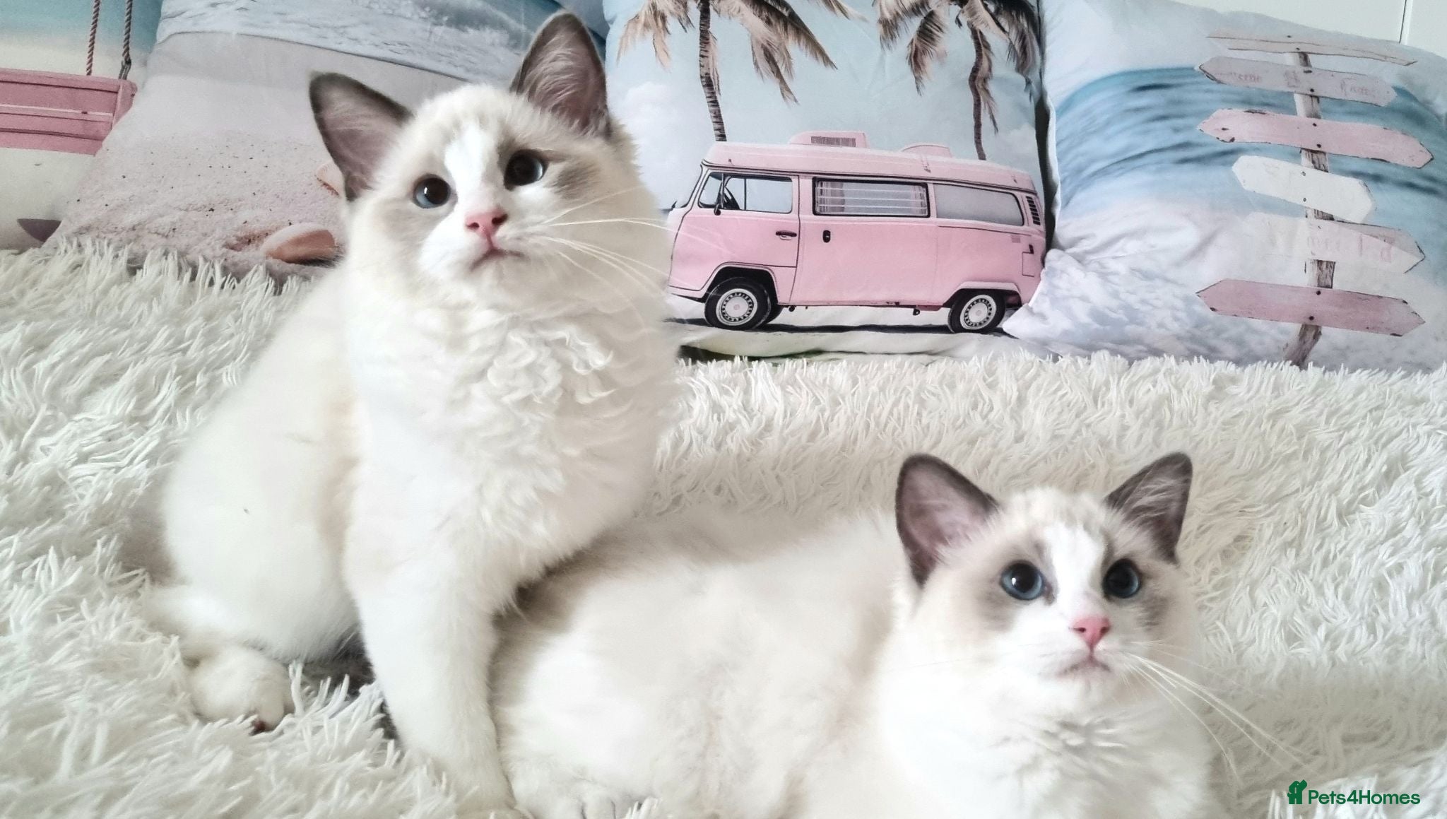 Ragdoll cats BEAUTIFUL TICA REGISTERED RAGDOLLS KITTENS 💕 - Advert 1