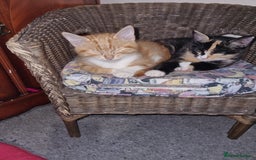 RagaMuffin cats for sale: Lovely ragamuffinx kittens - Image 2