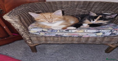 RagaMuffin cats - Advert 7