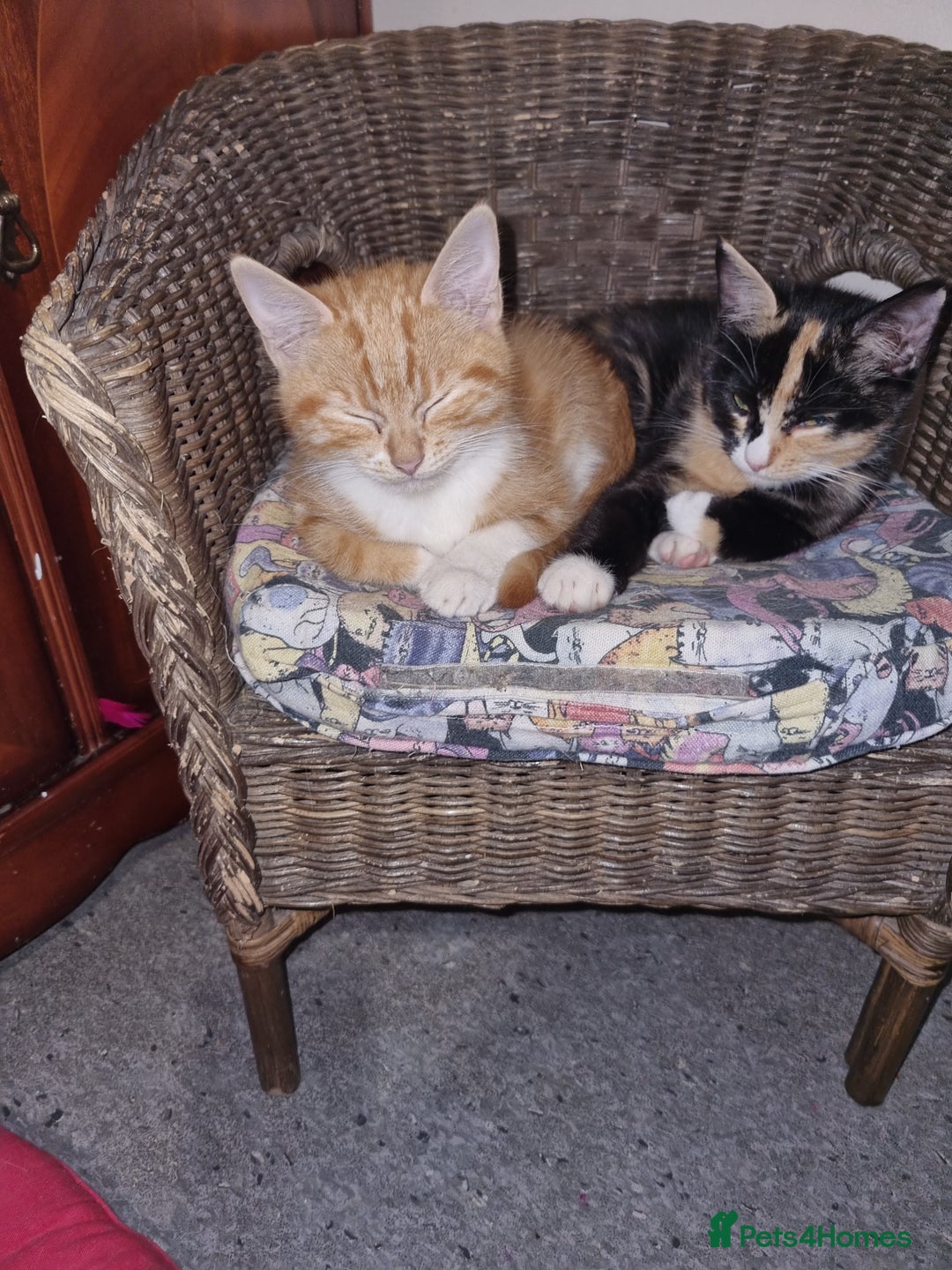 RagaMuffin cats for sale: Lovely ragamuffinx kittens - Image 2
