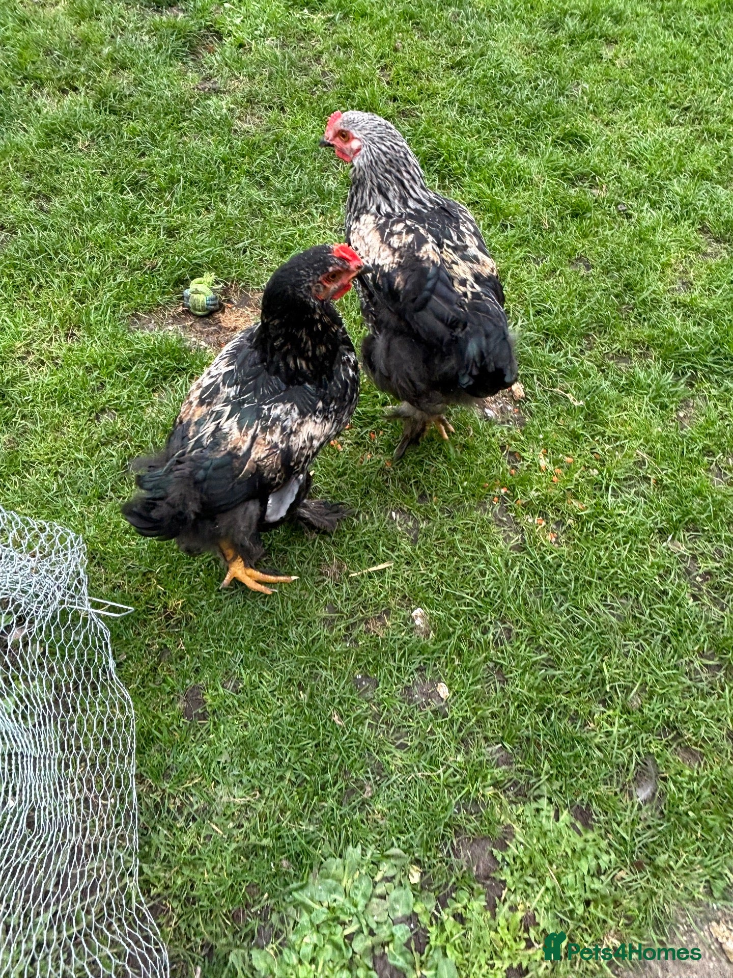 Chickens poultry : beautiful birdnd ,, inky I’m.  Sad but add km  - Advert 6