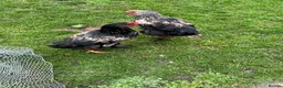 Chickens poultry for sale: : beautiful birdnd ,, inky I’m.  Sad but add km  - Advert 1