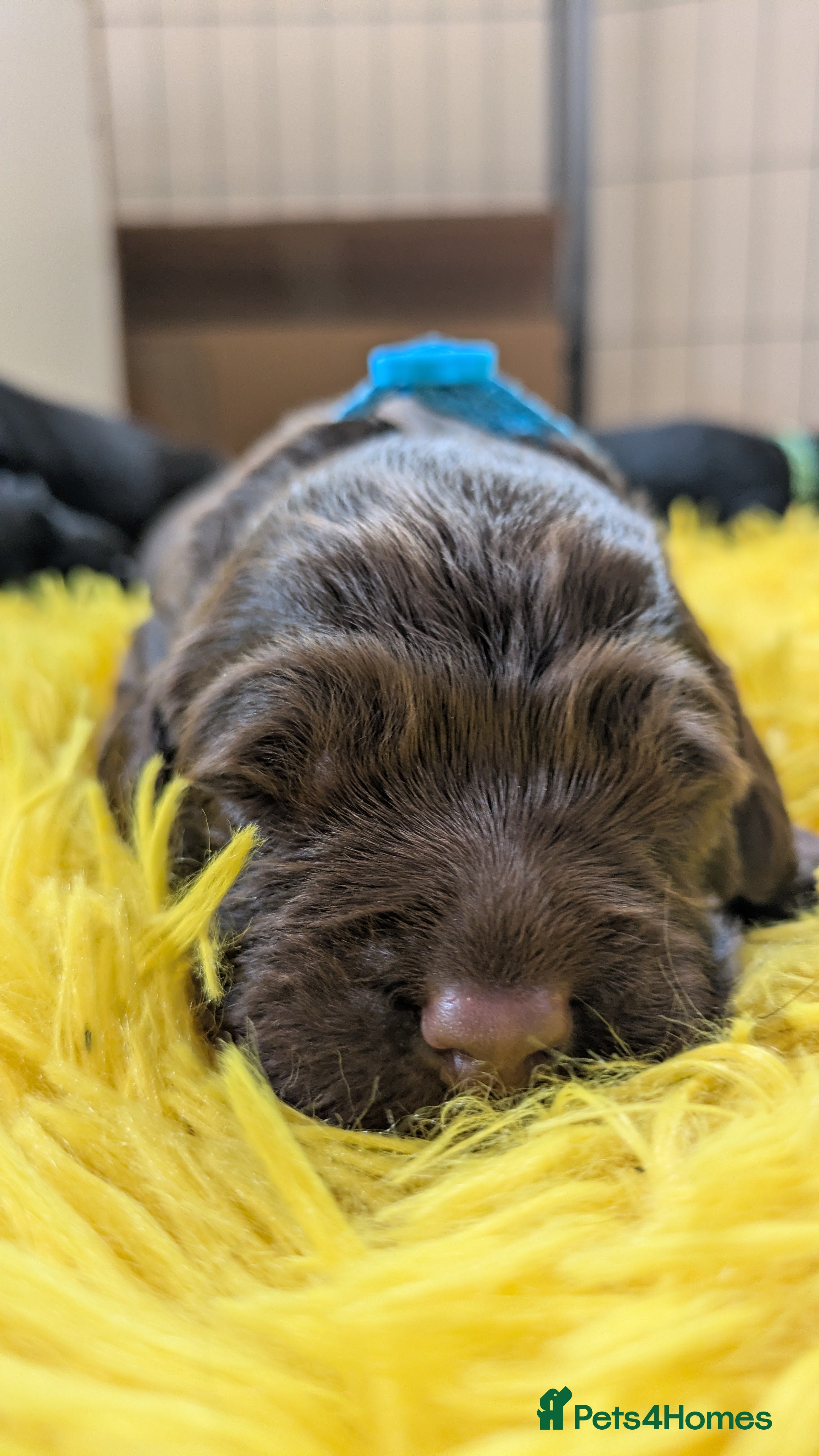 Sprocker dogs for sale: Sprocker puppies in Scunthorpe - Advert 12