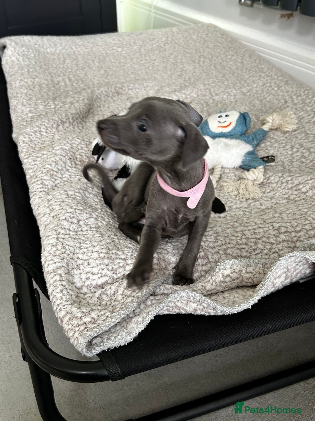 Italian Greyhound dogs for sale: Gorgeous iggy pups - Image 5