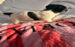Jack Russell dogs for sale: Jack Russell boy puppy ready for his new home  - Image 3