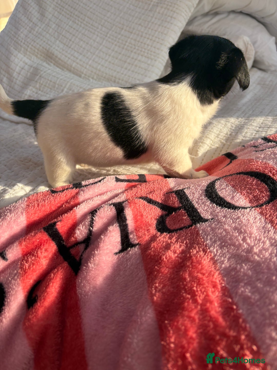 Jack Russell dogs for sale: Jack Russell boy puppy ready for his new home  - Image 3