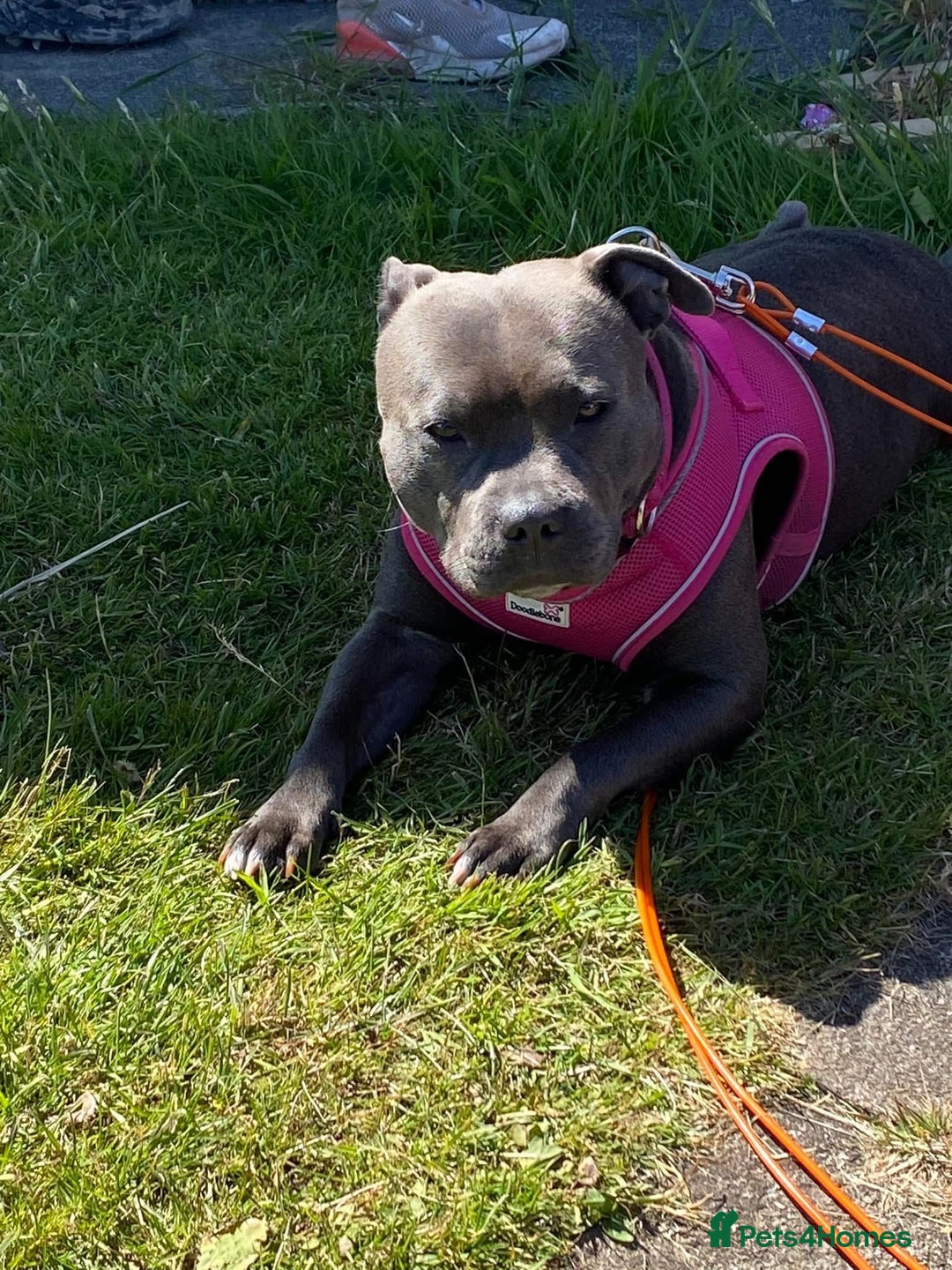 Staffordshire Bull Terrier dogs for sale: Puppies  - Image 9