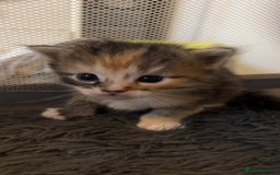 Ragdoll cats for sale: Rag doll and Maine coon cross - Image 10