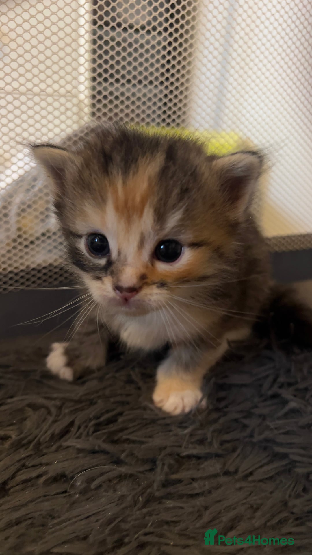 Ragdoll cats for sale: Rag doll and Maine coon cross - Image 10