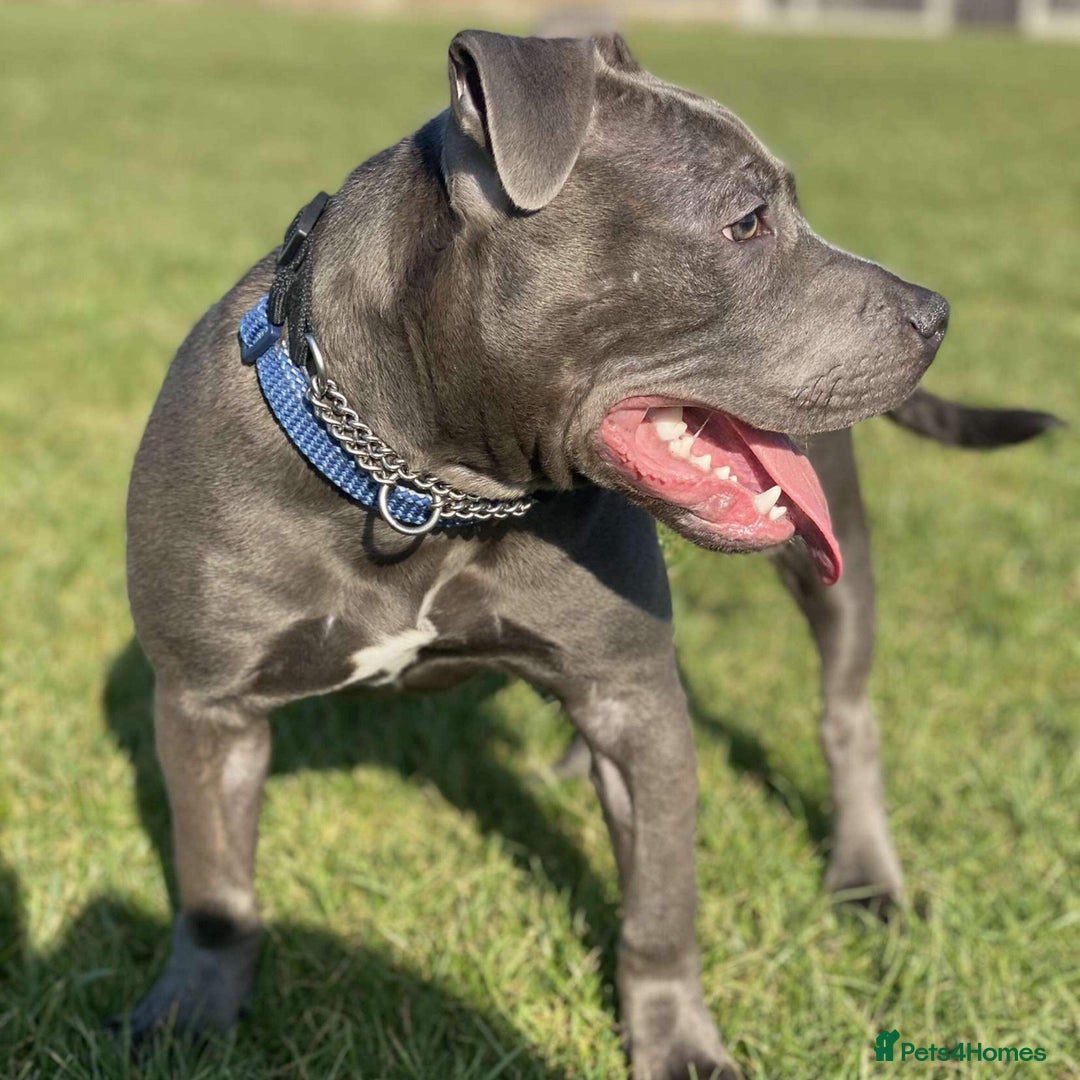 Staffordshire Bull Terrier dogs for stud: Meho stud dog - Advert 14