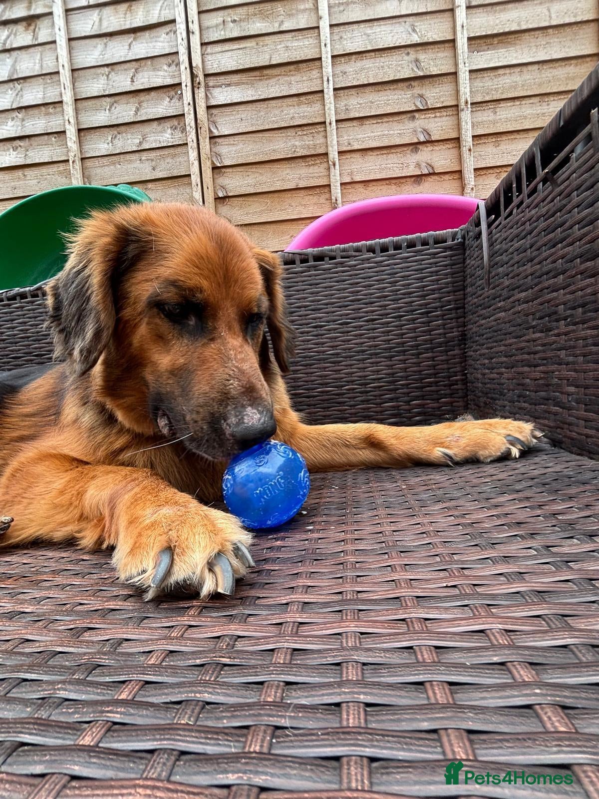 German Shepherd dogs Harley is looking for a new forever home  - Advert 3