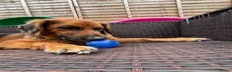 German Shepherd dogs for adoption: Harley is looking for a new forever home  in Castleford - Advert 1