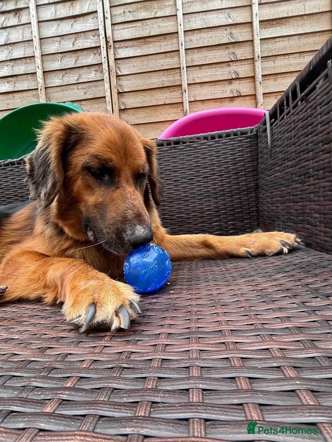 German Shepherd dogs for adoption: Harley is looking for a new forever home  in Castleford - Advert 1