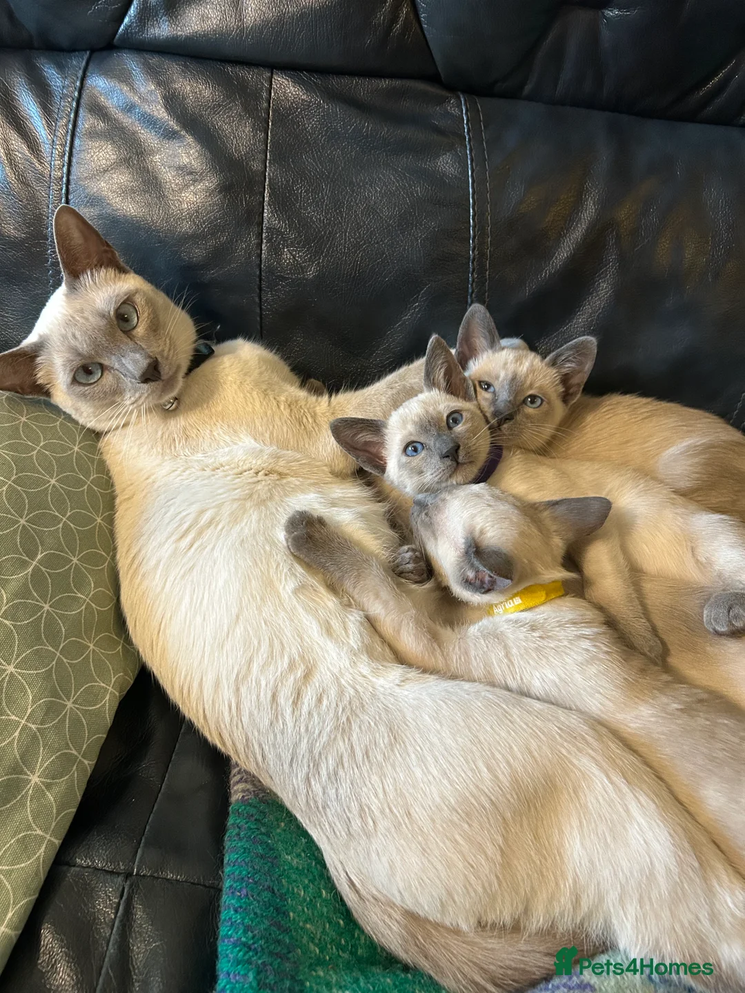 Siamese cats for sale: Orthodox Siamese - Advert 9