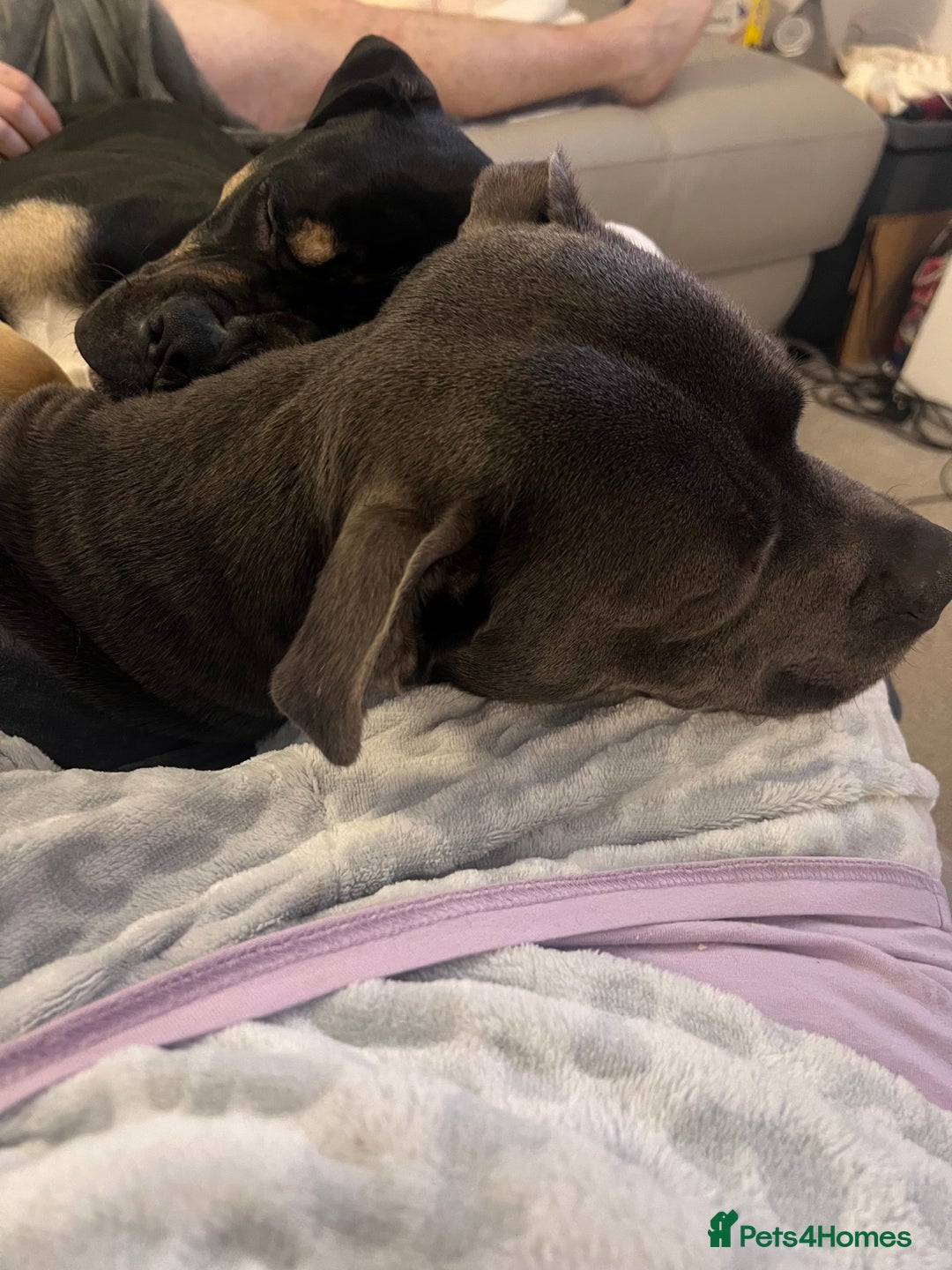 Mixed Breed dogs for sale: Bronson /olde Tyme bulldog/ staffy  - Advert 6