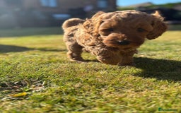 Cockapoo dogs for sale: 🐾✨ Adorable Cockapoo Puppies – Ready Now! ✨🐾 - Image 7