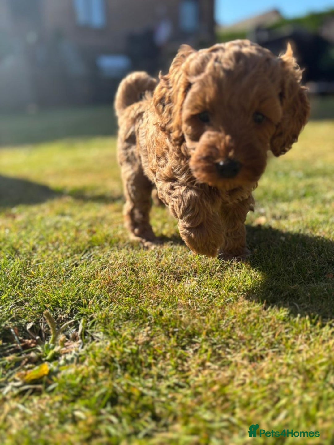 Cockapoo dogs for sale: 🐾✨ Adorable Cockapoo Puppies – Ready Now! ✨🐾 - Image 7