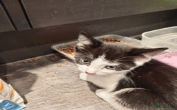 Mixed Breed cats for sale: 5 kittens 75 each - Image 3