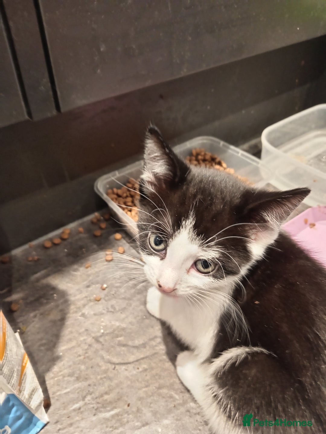 Mixed Breed cats for sale: 5 kittens 75 each - Image 3