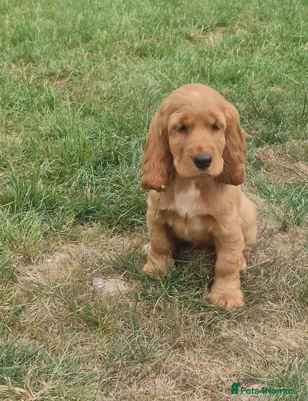 Cocker Spaniel dogs Golden Show type Cocker Spaniel puppies - Advert 8