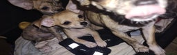 Chihuahua dogs for sale: Beautiful puppies ready for forever homes  - Advert 4