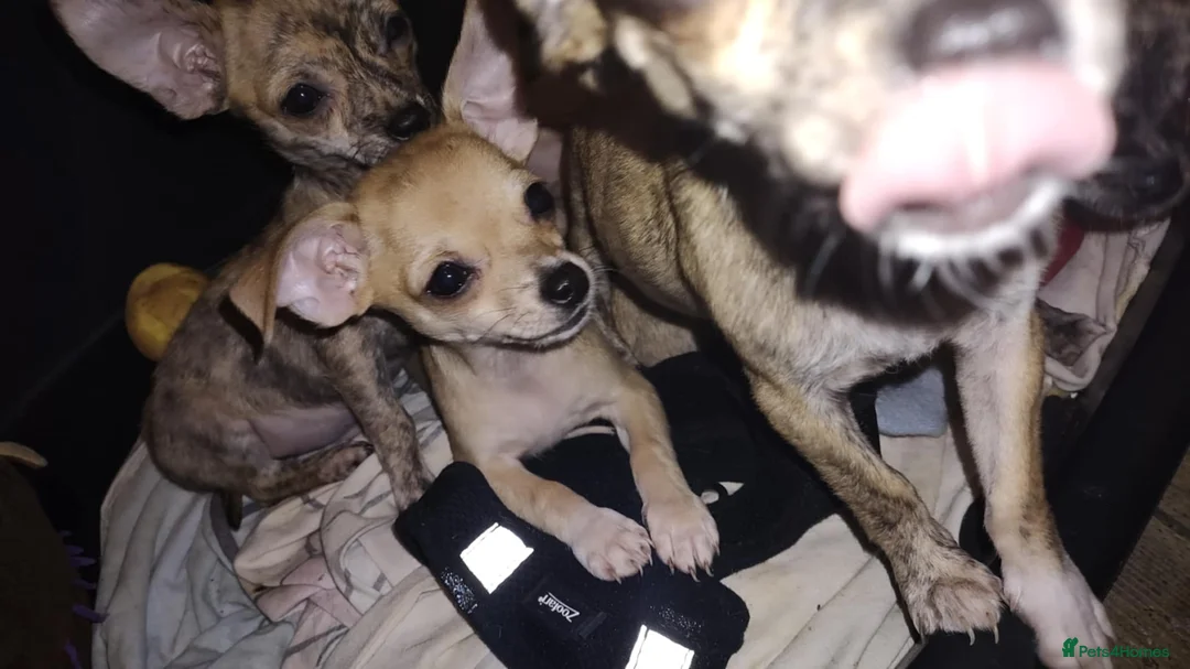 Chihuahua dogs for sale: Beautiful puppies ready for forever homes  - Advert 4