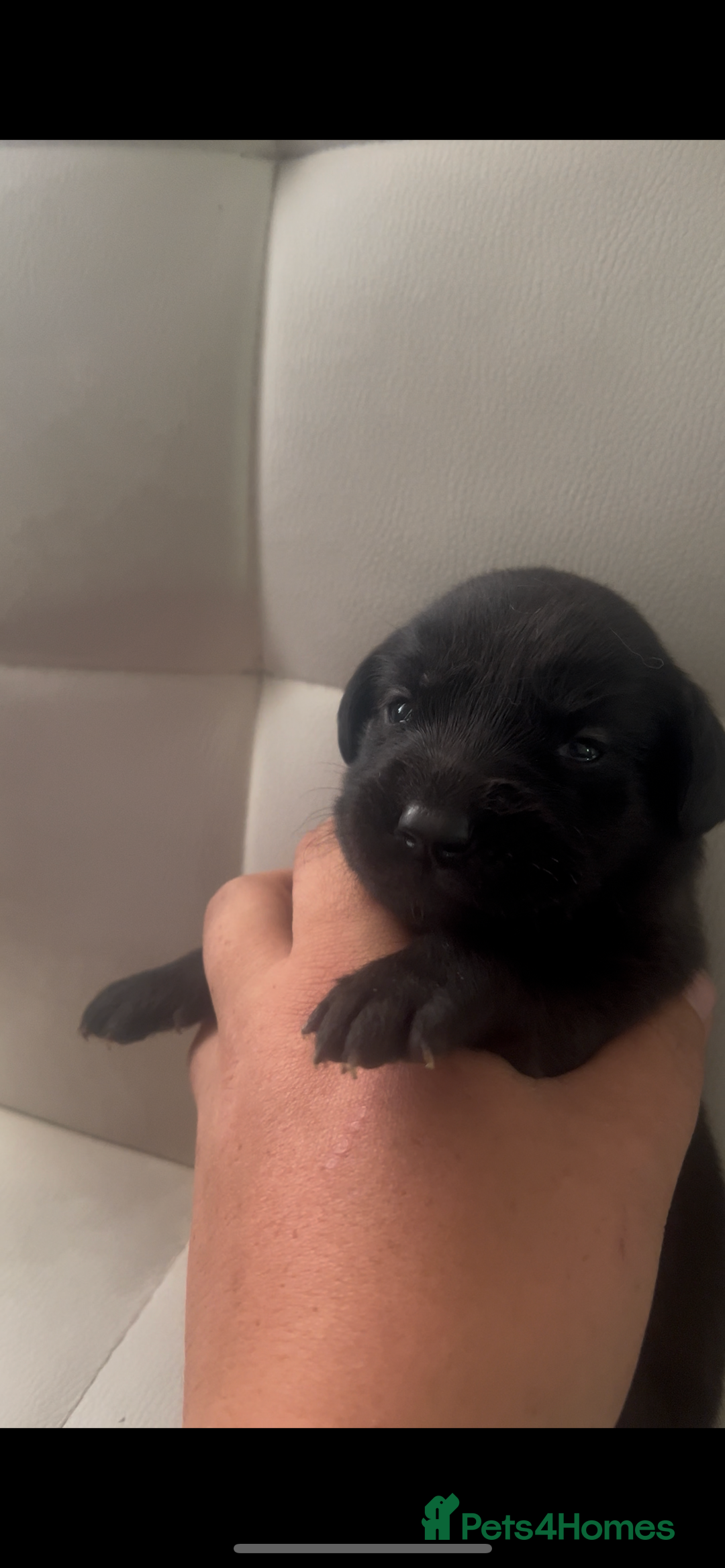 Labrador Retriever dogs for sale: Gorgeous Labrador puppies.  - Image 15