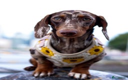 Miniature Dachshund dogs for stud: Loki dapple miniature dachshund Stud - Image 3