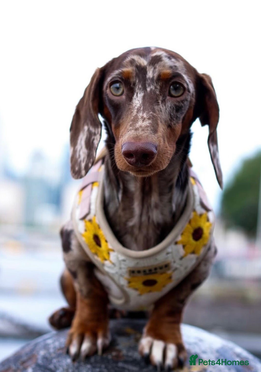 Miniature Dachshund dogs for stud: Loki dapple miniature dachshund Stud - Image 3