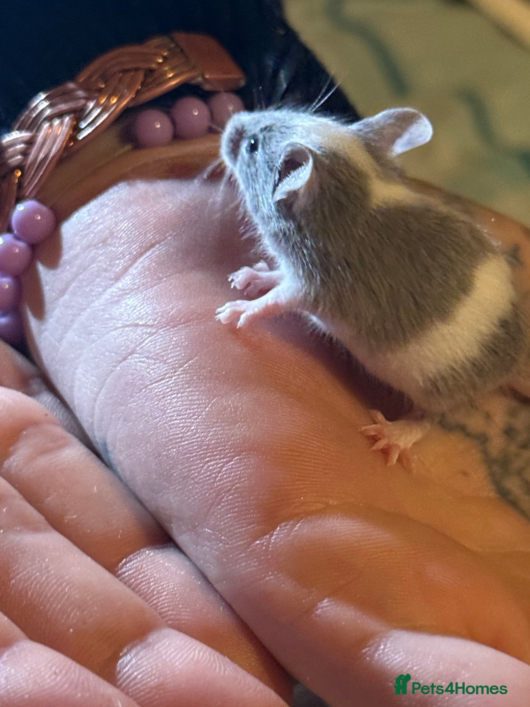 Mouse rodents for sale: Fancy mice lots of males and females available  - Advert 14